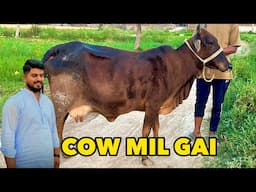 Finally Hamain Cow Mil Gai🥰ALLHAMDULILAH | Deray Par Sapray b Kardi