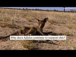 Kangaroos are being slaughtered to make Adidas shoes.