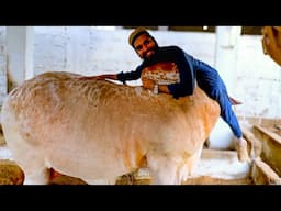Abgina Ke Sath Hum bhi Bache Ban Gae 😂 Bakra EId 2025