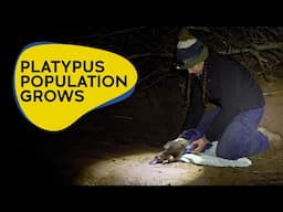 Platypus population continues to grow in Royal National Park