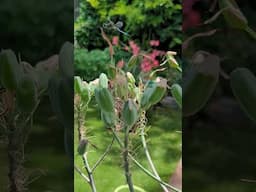 20 seconds with a dragonfly on my Aloe maculata seed pods