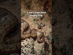 Wild Reticulated Pythons eat BATS