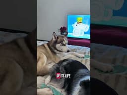 I love Golden Marshmallows 😻 #husky #short #funny #pets #animals