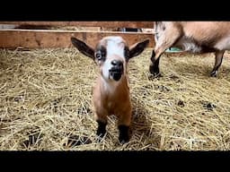 More Baby Goats! First-Time Nigerian Dwarf Mom Has Triplets | Goat Milking Begins!