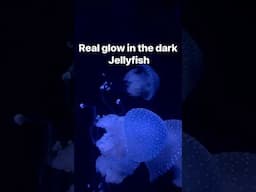 Jellyfish glow in the dark real