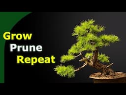 Pruning Larch Bonsai Over Time