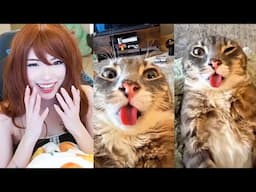 Emiru Reacts to Cat Core