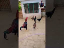 Shamo Gang #shorts #youtubeshorts #shamoo #aseelmurga