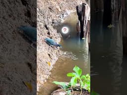The green heron’s fishing game is on peak level, fluttering with full swag! #shorts