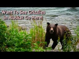 We Saw Grizzly Bears Every Day Here, Finally!!