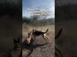 Belgian malinois not for the weak #malinois