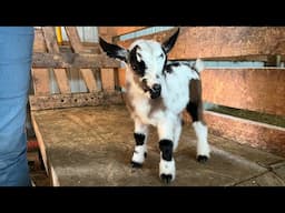 Baby Goat Chaos; Silver Mama Goat Has Quads | No ducks, but we have goats & they’re not in a row 🤣
