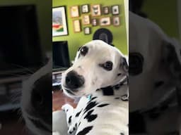 Frida the pooch really wants a cuddle #animals #dog #cute
