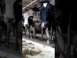 Feeding Cows On A Dairy Farm In an Old Tie Stall Barn! #dairycows #dairyfarming #farming