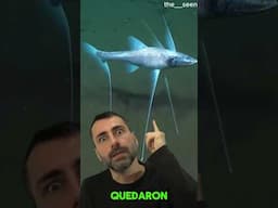 Lo Nunca Visto en las Profundidades - El pez Trípode