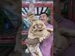 Is he from Chernobyl? (Also check our products) #bunny #hare #aivideo #aiart