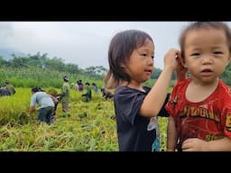 Ba chị em đi làm thuê gặt lúa về nhà gái đi chặt quỷ @bodonthan123
