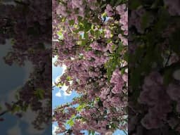 Vancouver in Bloom! Sneak Peek at Spring Gardens from our Visit #vancouver #gardentour #springgarden