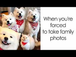 Laugh-Out-Loud Cat Memes That Might Be Better Than Therapy