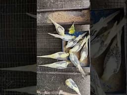 Butterfly Cockatiel Saste Main 😳😱