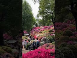Spring in Tokyo? Don’t miss the Nezu Shrine Azaleas in full bloom!