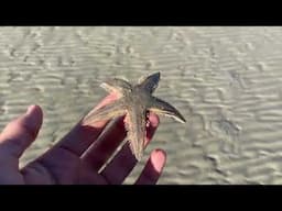 I FOUND A MEGA SEA URCHIN! Huge beachcombing haul of rare seashells of Hervey Bay! PT 1