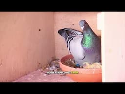 What SYSTEM is suitable for you? Ideal for Sprint or Longer Distance #racingpigeon