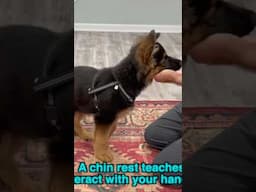 FIVE TOP Puppy Training Tips in Under 1 Minute! #puppytraining #dog #germanshepherd #dogtraining