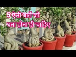 Five important tips about adenium or desert Rose plants