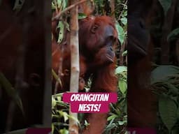 Orangutans build nests. Scientists count them. #naturepbs #orangutan #animalshorts #animals #pbs