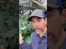When Are Broccoli Ready To Harvest