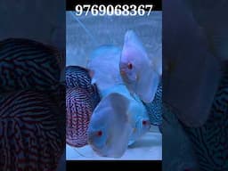 BLUE DIAMONDS & TIGER TURQUOISE #discusfish #youtubeshorts #shorts