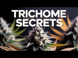 10 Genius Tips on Signs Your Plants Are Ready to Harvest!