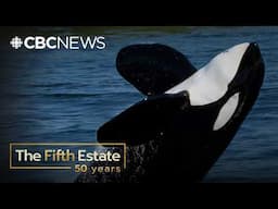 The true story behind the whale made famous by Free Willy (2002) | The Fifth Estate