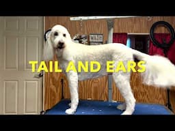 How to Trim Fluffy Dog Ears and Tail | Easy Grooming Method for a Balanced Look