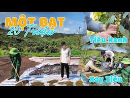 Vào Vườn Xay Tiêu Và Bất Ngờ Trước Giá Cả Tiêu Quá Cao