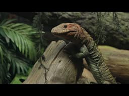 Animal Spotlight: Phillip, Caiman Lizard