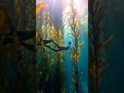 DISCOVERING A MAGICAL UNDERWATER WORLD 💫 #kelpforest #shorts #freediving