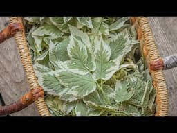 Eating Snow on the Mountain / Ground Elder / Bishop's Weed / Aegopodium podagraria
