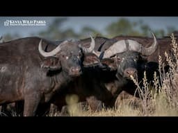 How Powerful is Cape Buffalo?
