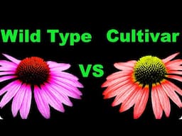 Doug Tallamy on the Cultivar vs Wild Type Debate!