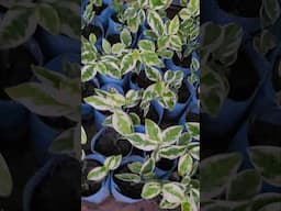 The devil's backbone plant also know as zigzag plant🪴 for home garden