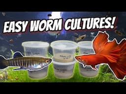 How to Culture Banana, Micro and Walter Worms!  An Easy Live Food for Small Fish!