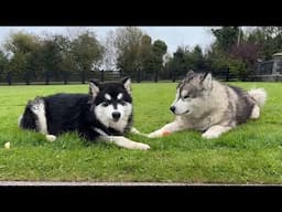 Husky And His Best Friend Having The Time Of Their Lives!