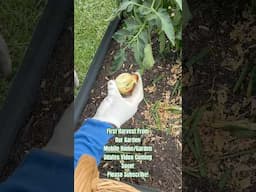 #happymonday #homestead #homesteading #garden #gardening #harvesting #shorts #shortsvideo #farm