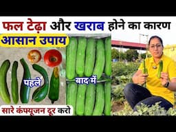 फल टेढ़ा व खराब होने का कारण और आसान उपाय | Calcium Nitrate fertilizer | potash fertilizer | boron20