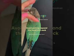 Hormones got your parrot acting spicy?🌶️ Understanding and supporting your bird can make it easier!🐣