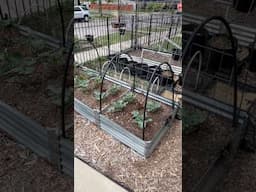 Front Yard Garden - Growing More than Grass🥦🥬🫛🥔🥕 #gardening #gardeningideas