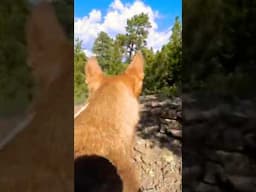 Maggie cam when she wanders off. Can you spot her motivation?