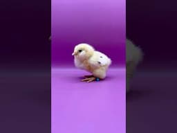 Chick Growth Days 1-14